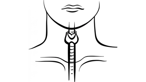 sketch of human thyroid