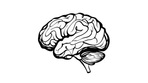 sketch of brain
