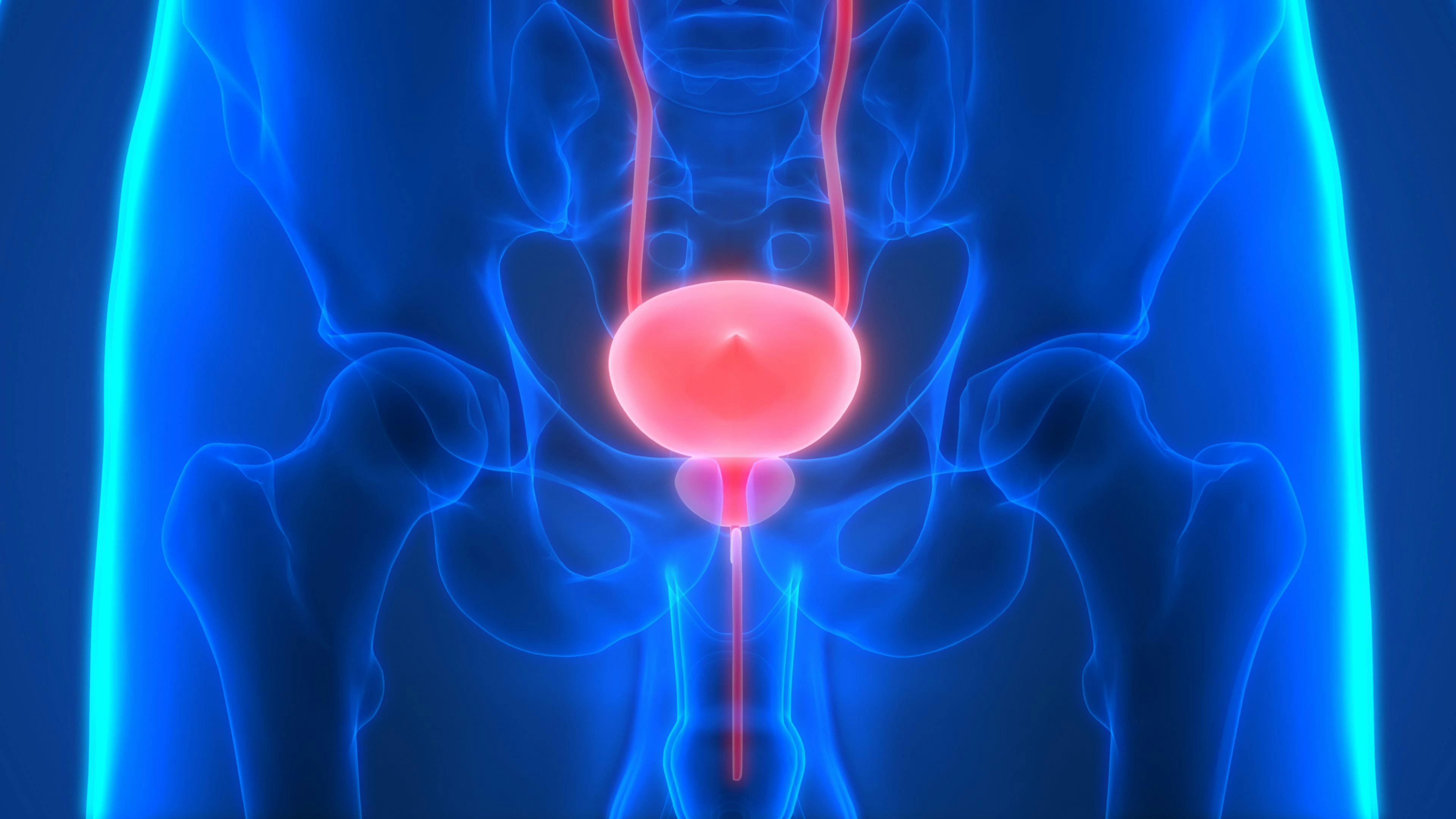 3D illustration of human bladder: © magicmine - stock.adobe.com