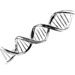 DNA sketch