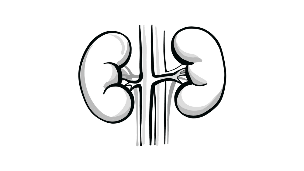 Sketch of human kidneys