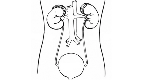 Sketch of human genitourinary system