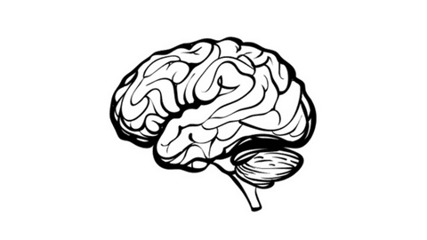 Sketch of human brain